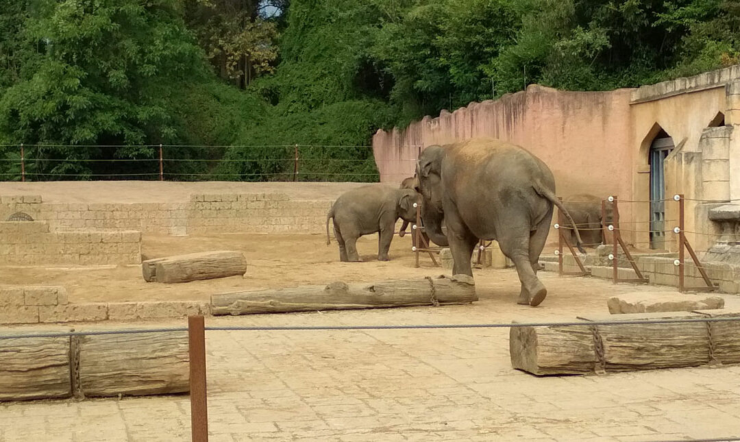 Gussasphaltestrich im Elefantenbullengehege im Zoo Hannover