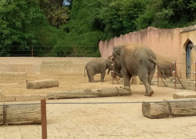 Gussasphaltestrich im Elefantenbullengehege im Zoo Hannover